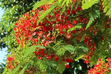 Kuzey İsrail 'de bir şehir parkında sonbahar çiçekleri. Yağmur mevsiminde İsrail 'de doğa çiçek açar. 