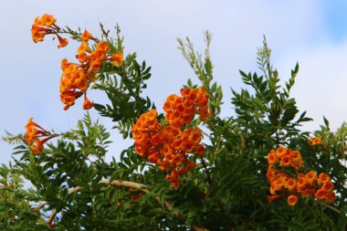 Kuzey İsrail 'de bir şehir parkında sonbahar çiçekleri. Yağmur mevsiminde İsrail 'de doğa çiçek açar. 