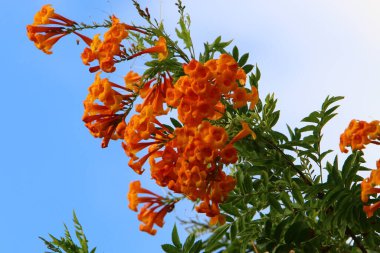 Kuzey İsrail 'de bir şehir parkında sonbahar çiçekleri. Yağmur mevsiminde İsrail 'de doğa çiçek açar. 