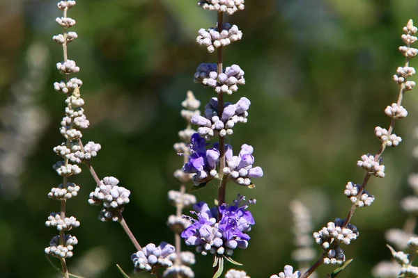 Flores Outono Parque Cidade Norte Israel Natureza Floresce Israel Durante — Fotografia de Stock