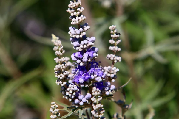 Fleurs Automne Dans Parc Urbain Dans Nord Israël Nature Fleurit — Photo
