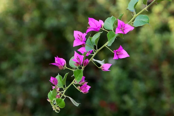 Autumn Flowers City Park Northern Israel Nature Blooms Israel Rainy — Stock Photo, Image