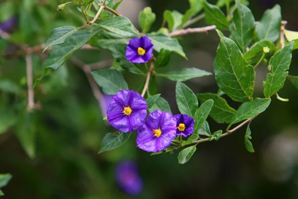 Hösten Blommar Stadspark Norra Israel Naturen Blommar Israel Regnperioden — Stockfoto