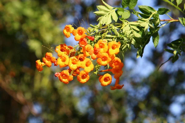 Flores Otoño Parque Urbano Norte Israel Naturaleza Florece Israel Durante — Foto de Stock