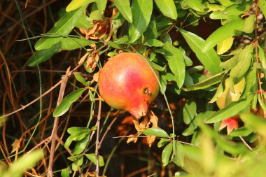 Şehir bahçesindeki ağaç dallarında olgunlaşmış nar ağaçları. Hasattan sonra ağaçta kaldı. 