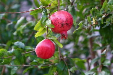 Şehir bahçesindeki ağaç dallarında olgunlaşmış nar ağaçları. Hasattan sonra ağaçta kaldı. 