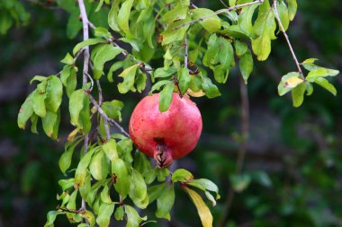 Şehir bahçesindeki ağaç dallarında olgunlaşmış nar ağaçları. Hasattan sonra ağaçta kaldı. 