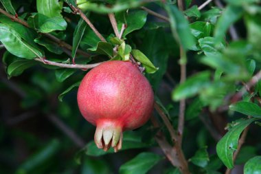 Şehir bahçesindeki ağaç dallarında olgunlaşmış nar ağaçları. Hasattan sonra ağaçta kaldı. 