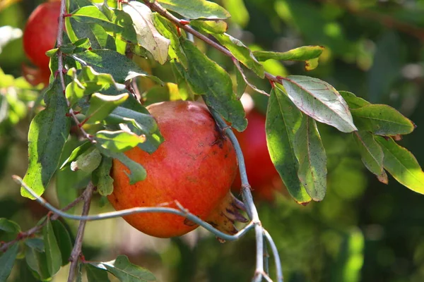 Granadas Demasiado Maduras Ramas Árboles Jardín Ciudad Permaneció Árbol Después — Foto de Stock