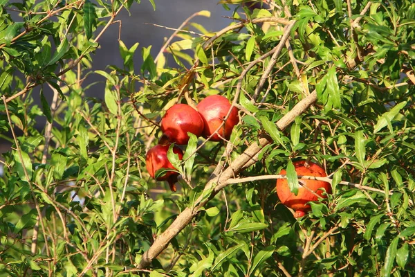 Grenades Trop Mûres Sur Les Branches Arbres Dans Jardin Ville — Photo