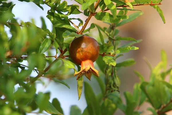 Melograni Troppo Maturi Sui Rami Degli Alberi Nel Giardino Della — Foto Stock