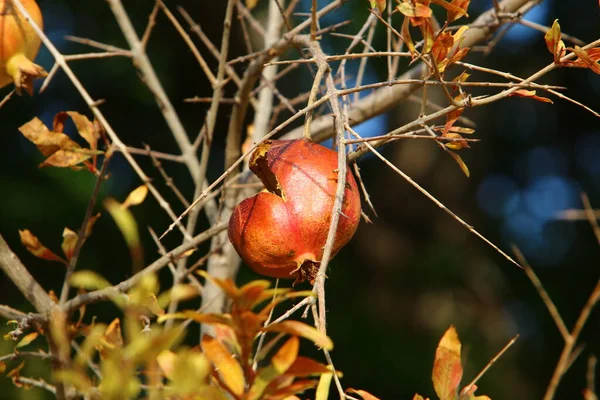 Granadas Demasiado Maduras Ramas Árboles Jardín Ciudad Permaneció Árbol Después — Foto de Stock