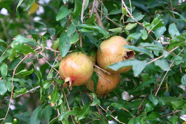 Überreife Granatäpfel Auf Ästen Stadtgarten Nach Der Ernte Baum Verblieben — Stockfoto