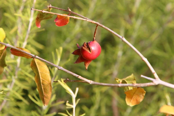 Überreife Granatäpfel Auf Ästen Stadtgarten Nach Der Ernte Baum Verblieben — Stockfoto