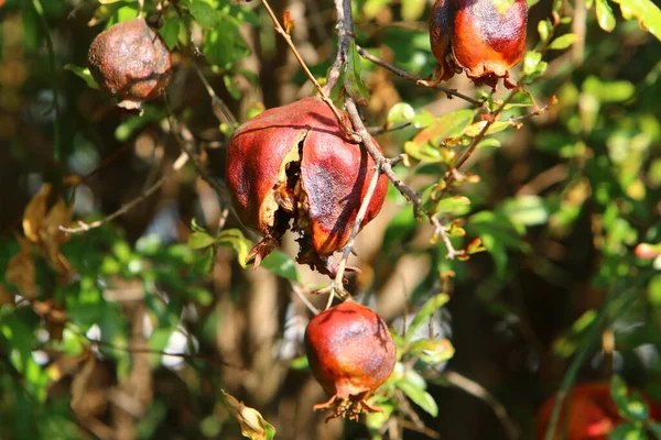 Overripe Pomegranates Tree Branches City Garden Remained Tree Harvest — Stock Photo, Image
