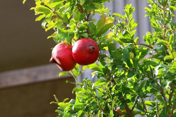 Überreife Granatäpfel Auf Ästen Stadtgarten Nach Der Ernte Baum Verblieben — Stockfoto