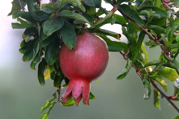 Overripe pomegranates on tree branches in the city garden. Remained in the tree after harvest