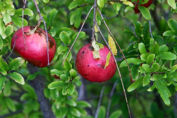 Granadas Demasiado Maduras Ramas Árboles Jardín Ciudad Permaneció Árbol Después — Foto de Stock