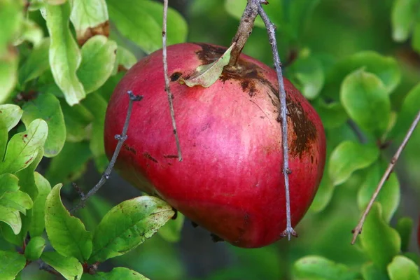 Überreife Granatäpfel Auf Ästen Stadtgarten Nach Der Ernte Baum Verblieben — Stockfoto