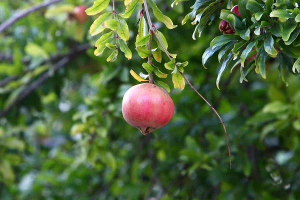 Melograni Troppo Maturi Sui Rami Degli Alberi Nel Giardino Della — Foto Stock