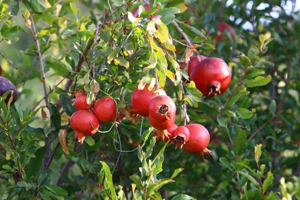 Grenades Trop Mûres Sur Les Branches Arbres Dans Jardin Ville — Photo