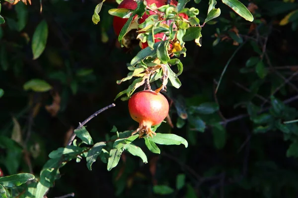 Melograni Troppo Maturi Sui Rami Degli Alberi Nel Giardino Della — Foto Stock