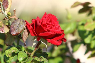 Kuzey İsrail 'deki bir şehir parkında büyük güller açar. Aralık, İsrail 'de yağmur mevsimidir. 