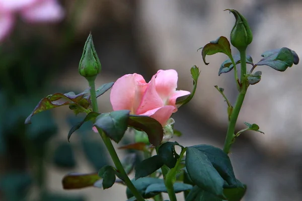 Grandi Rose Sbocciano Parco Cittadino Nel Nord Israele Dicembre Stagione — Foto Stock