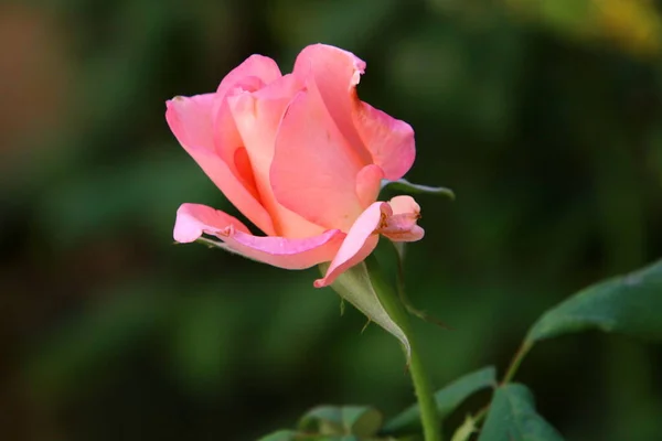 Duże Róże Kwitną Parku Miejskim Północnym Izraelu Grudzień Pora Deszczowa — Zdjęcie stockowe