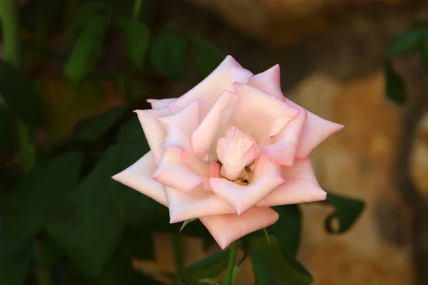 Grandes Rosas Florescem Parque Cidade Norte Israel Dezembro Estação Das — Fotografia de Stock