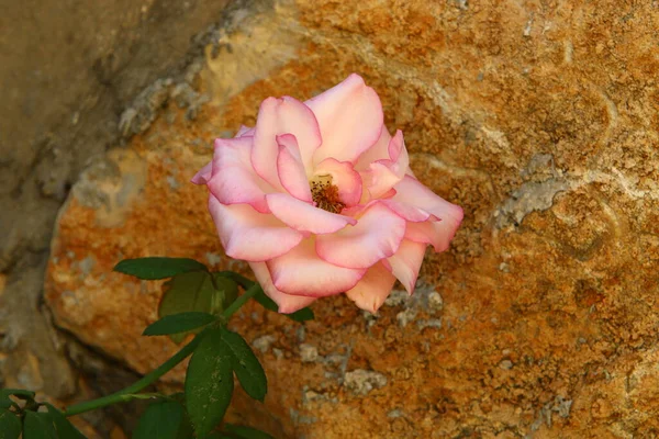 Nagy Rózsák Nyílnak Egy Észak Izraeli Városi Parkban December Esős — Stock Fotó