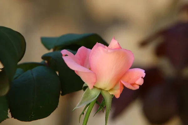 Grandes Rosas Florescem Parque Cidade Norte Israel Dezembro Estação Das — Fotografia de Stock