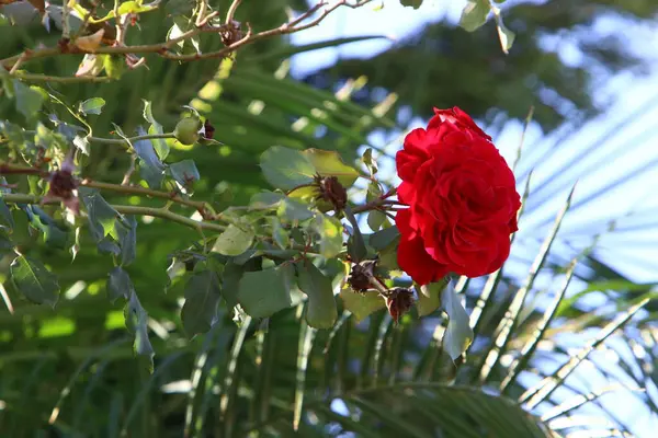 Grandi Rose Sbocciano Parco Cittadino Nel Nord Israele Dicembre Stagione — Foto Stock