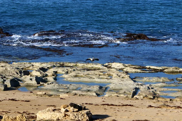 Rochas Pedras Nas Margens Mar Mediterrâneo Norte Estado Israel — Fotografia de Stock