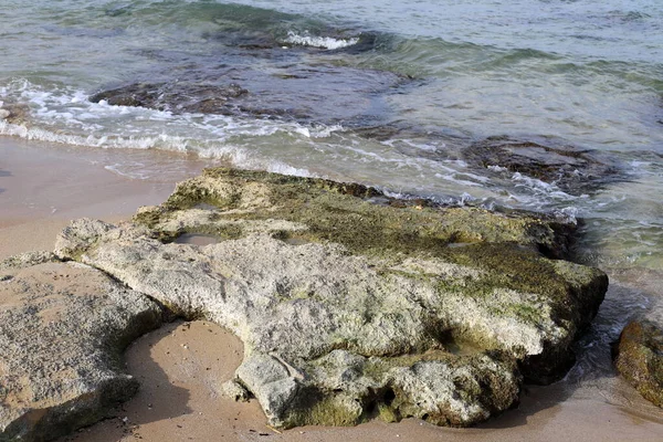 イスラエル北部の地中海沿岸の岩や石 — ストック写真