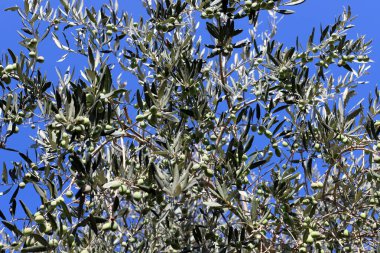 Şehir parkında yeşil meyveli zeytin dalı. İsrail 'de zeytin hasat mevsimi 