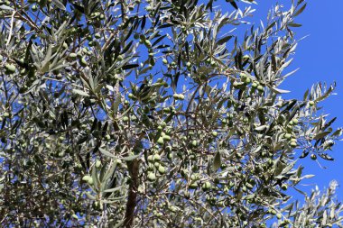 Şehir parkında yeşil meyveli zeytin dalı. İsrail 'de zeytin hasat mevsimi 