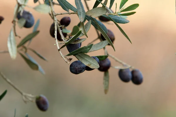 Olivenzweig Mit Grünen Früchten Stadtpark Olivenerntezeit Israel — Stockfoto