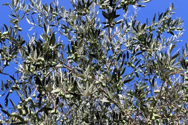 Olivenzweig Mit Grünen Früchten Stadtpark Olivenerntezeit Israel — Stockfoto