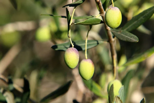 Gałąź Oliwna Zielonymi Owocami Parku Miejskim Sezon Zbiorów Oliwek Izraelu — Zdjęcie stockowe
