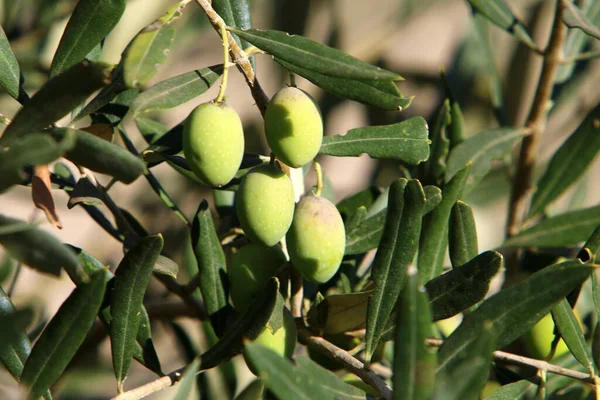 Şehir Parkında Yeşil Meyveli Zeytin Dalı Srail Zeytin Hasat Mevsimi — Stok fotoğraf