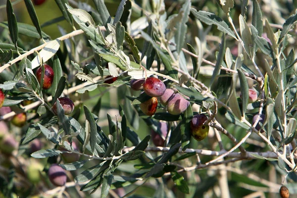 Оливкова Гілка Зеленими Фруктами Міському Парку Сезон Жнив Ізраїлі — стокове фото