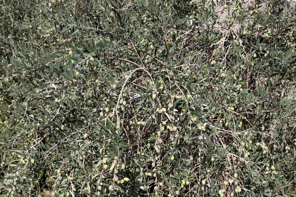 Rama Olivos Con Frutos Verdes Parque Ciudad Temporada Cosecha Aceitunas — Foto de Stock