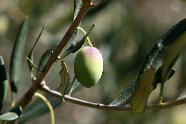 Olivenzweig Mit Grünen Früchten Stadtpark Olivenerntezeit Israel — Stockfoto