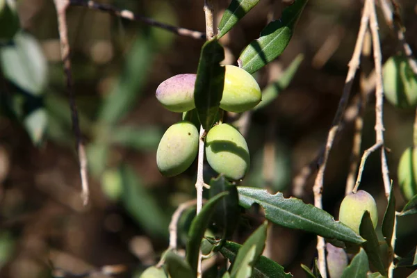 Větvička Olivovníku Zeleným Ovocem Městském Parku Období Sklizně Oliv Izraeli — Stock fotografie