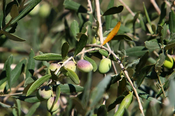 市内公園で緑の果物とオリーブの木の枝 イスラエルのオリーブ収穫期 — ストック写真