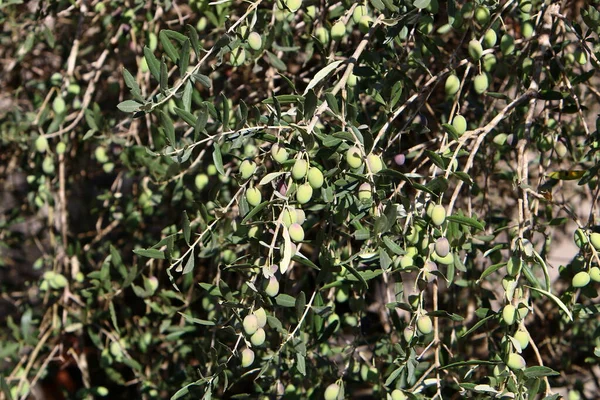 Olivenzweig Mit Grünen Früchten Stadtpark Olivenerntezeit Israel — Stockfoto