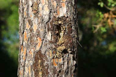 Ağaç kabuğunun yapısının dokusu. Kuzey İsrail 'de bir ormanda bir ağaç gövdesinin yakın çekimi. 
