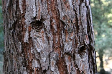 Ağaç kabuğunun yapısının dokusu. Kuzey İsrail 'de bir ormanda bir ağaç gövdesinin yakın çekimi. 