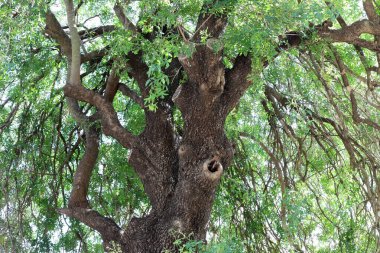 Ağaç kabuğunun yapısının dokusu. Kuzey İsrail 'de bir ormanda bir ağaç gövdesinin yakın çekimi. 